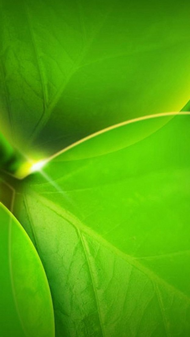 Green Leaves خلفيات ايفون بلس iPhone 6 Plus & 7 Plus - صور خلفيات عالية الدقة HD Wallpapers
